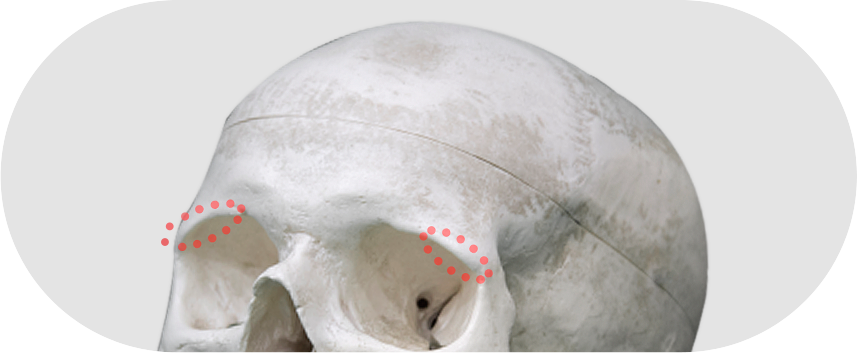 Eyehole Bone Illustration